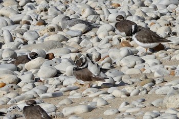 Common Ringed Plover La Rochelle Fri, 10/25/2019