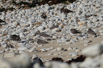 Common Ringed Plover La Rochelle Fri, 10/25/2019