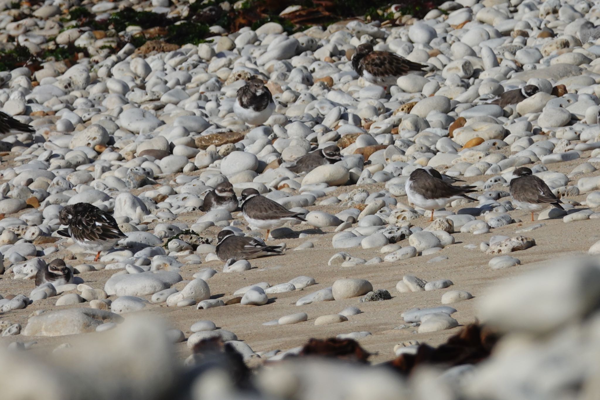 Common Ringed Plover