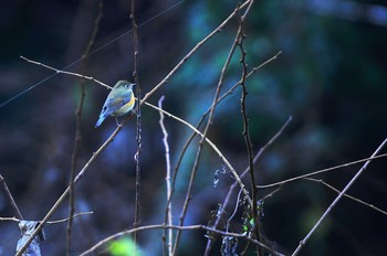 ルリビタキ 陣馬山 2019年12月16日(月)