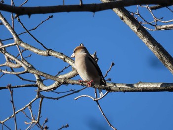 Hawfinch 千葉県 Sun, 12/29/2019