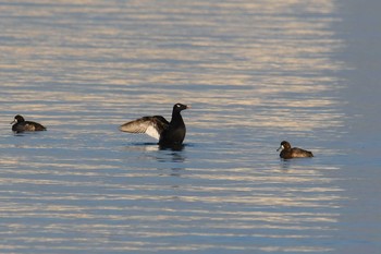 2019年12月29日(日) ふなばし三番瀬海浜公園の野鳥観察記録