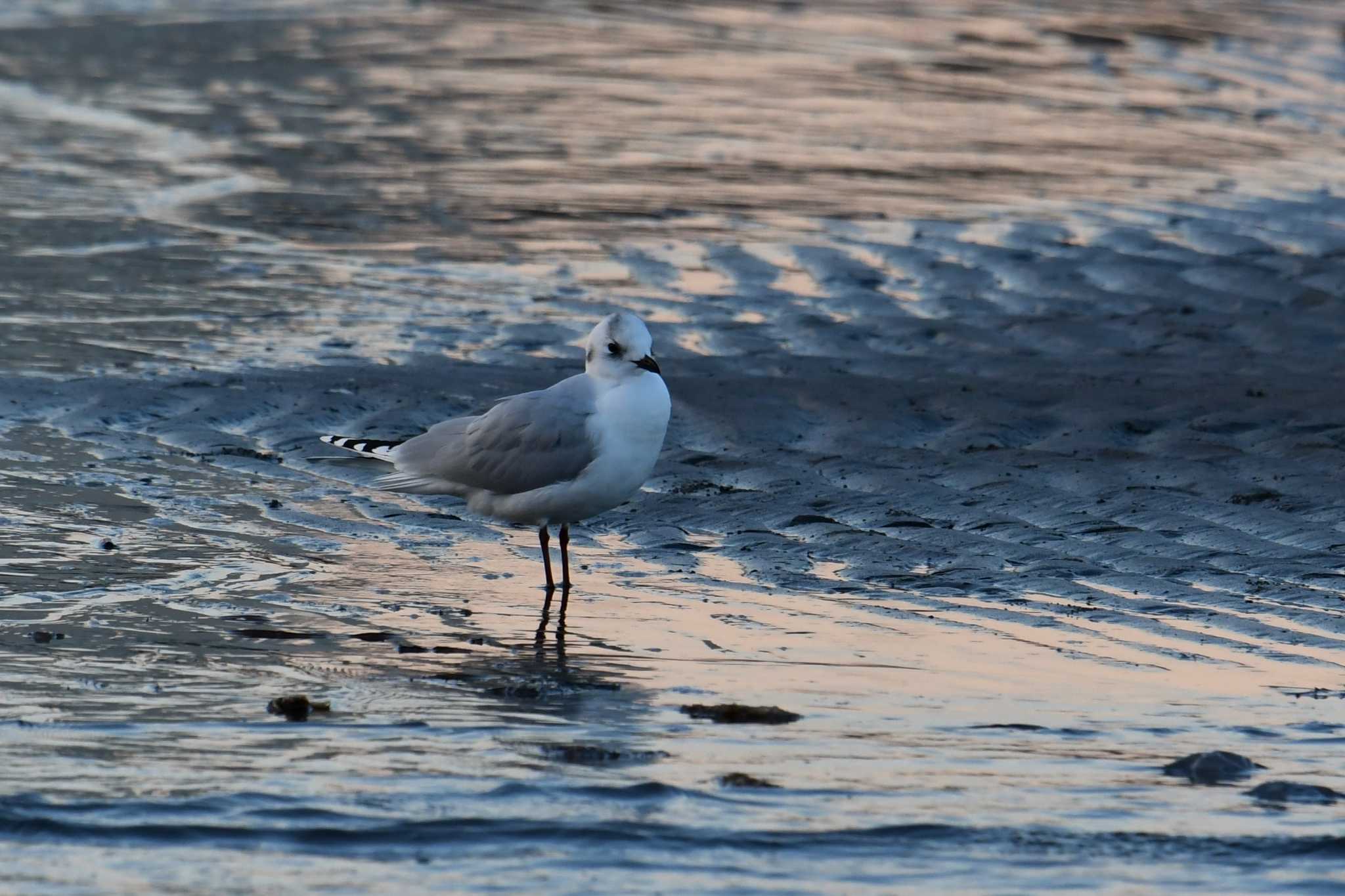 ふなばし三番瀬海浜公園 ズグロカモメの写真 by あひる