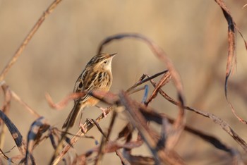 Zitting Cisticola 墨田区荒川河川敷 Sun, 12/29/2019