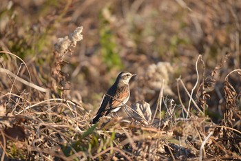 Dusky Thrush 墨田区荒川河川敷 Sun, 12/29/2019