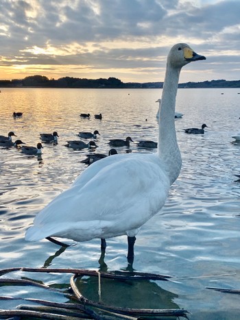 Whooper Swan 宮城県 内沼 Sun, 12/29/2019