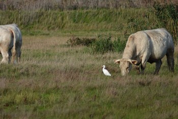 Western Cattle Egret La Rochelle Fri, 10/25/2019