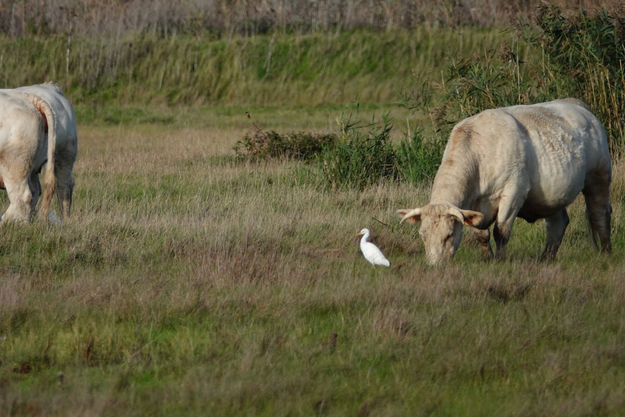 Photo of Western Cattle Egret at La Rochelle by のどか