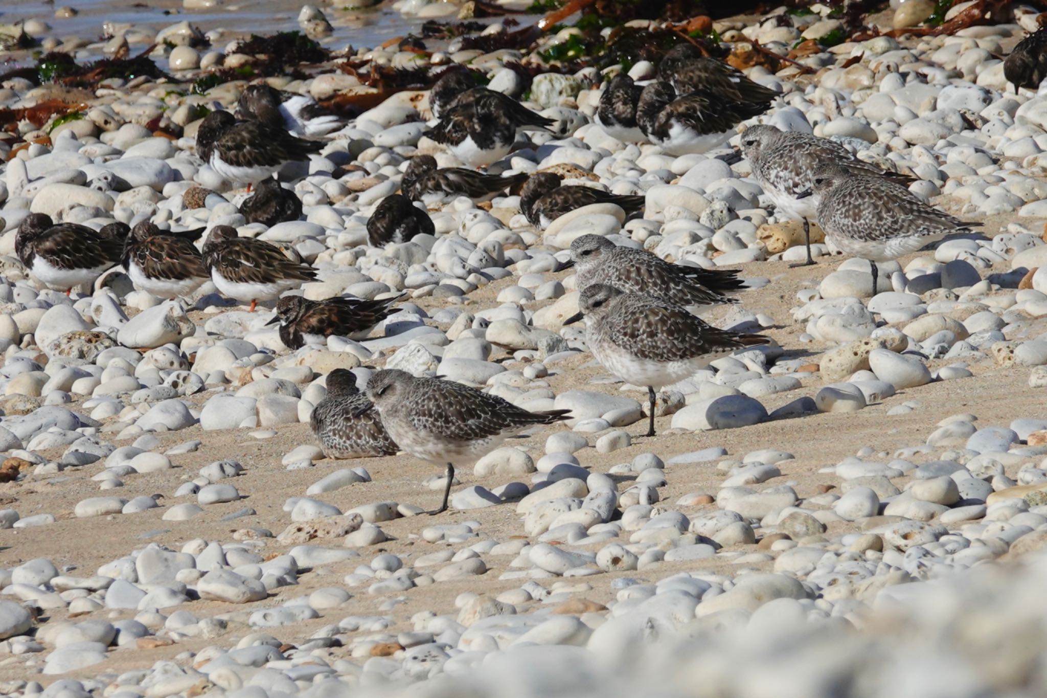 Photo of Grey Plover at La Rochelle by のどか