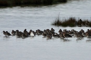 Common Redshank La Rochelle Thu, 10/24/2019