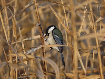 シジュウカラ 水元公園 2019年12月28日(土)