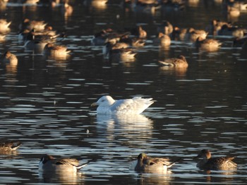 シロカモメ 神之池緑地公園 2019年12月28日(土)