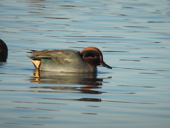 2019年12月28日(土) 神之池緑地公園の野鳥観察記録