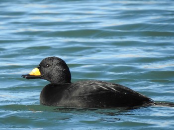 2019年12月28日(土) 波崎・銚子の野鳥観察記録