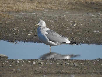 カモメ 波崎・銚子 2019年12月28日(土)