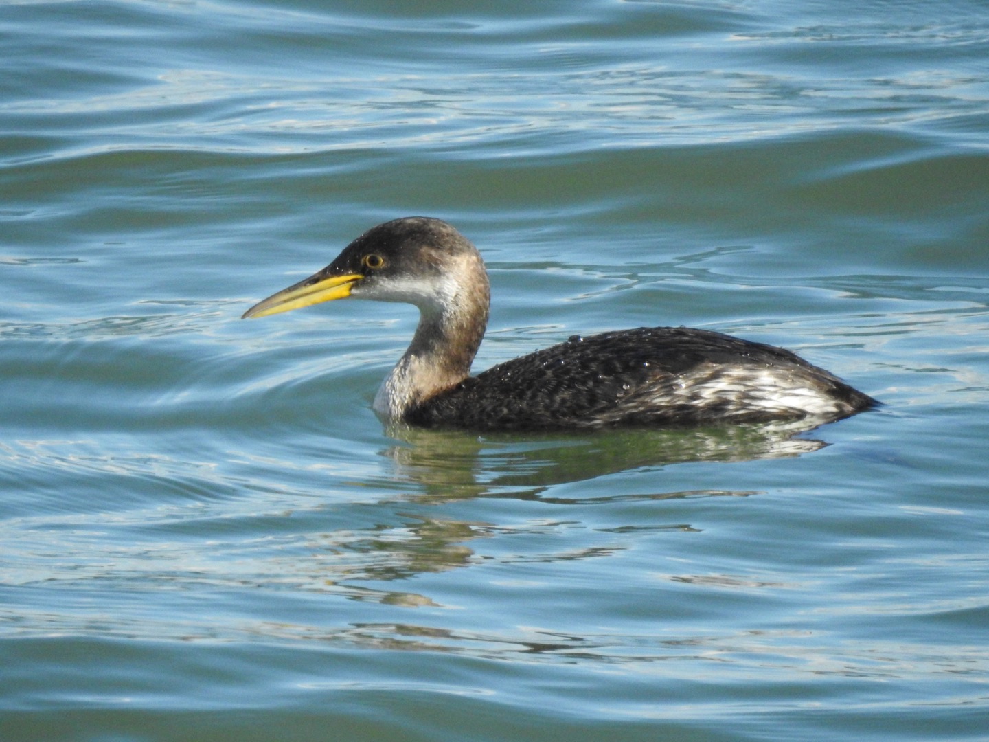 Red-necked Grebe