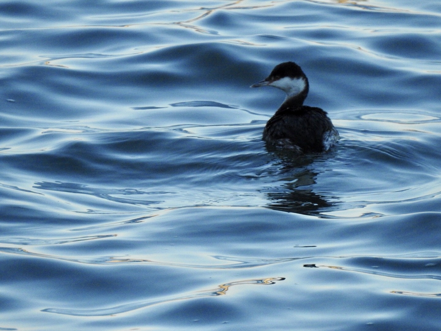 Horned Grebe