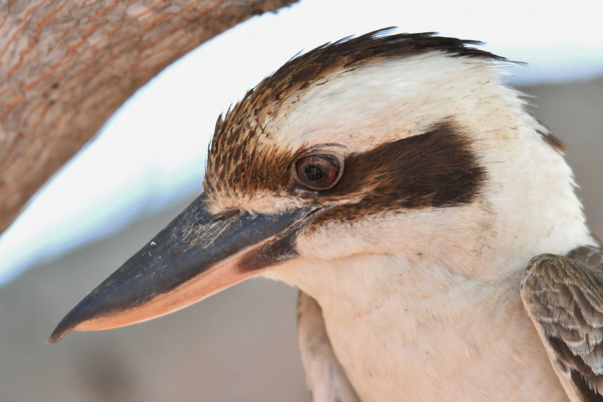 Laughing Kookaburra