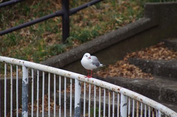 ユリカモメ 場所が不明 2019年12月30日(月)