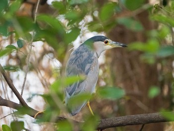 ゴイサギ 都立浮間公園 2019年12月21日(土)