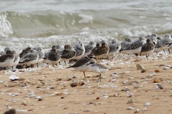 シロチドリ La Rochelle 2019年10月25日(金)