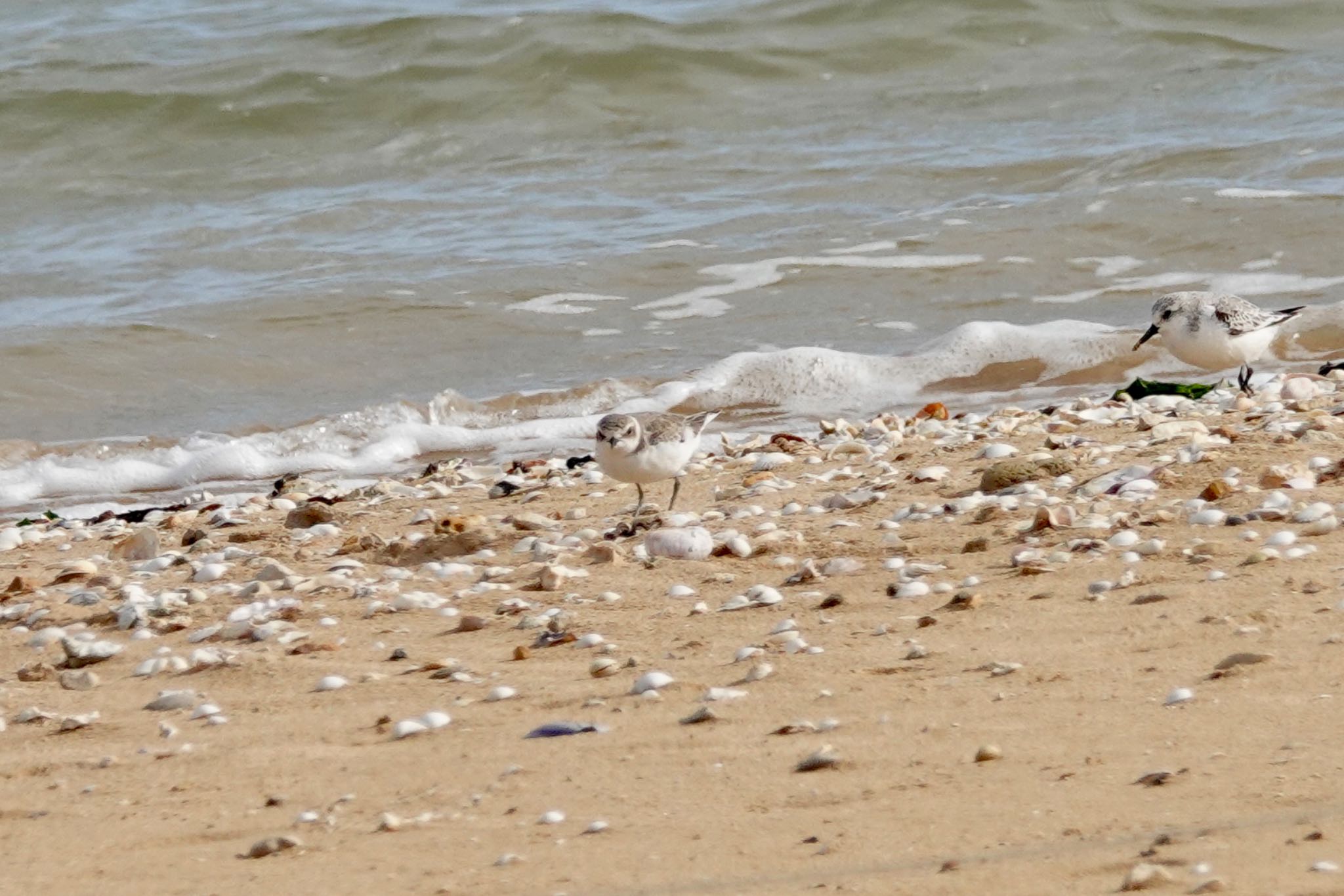 Kentish Plover