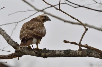 Eastern Buzzard Nishioka Park Mon, 12/30/2019