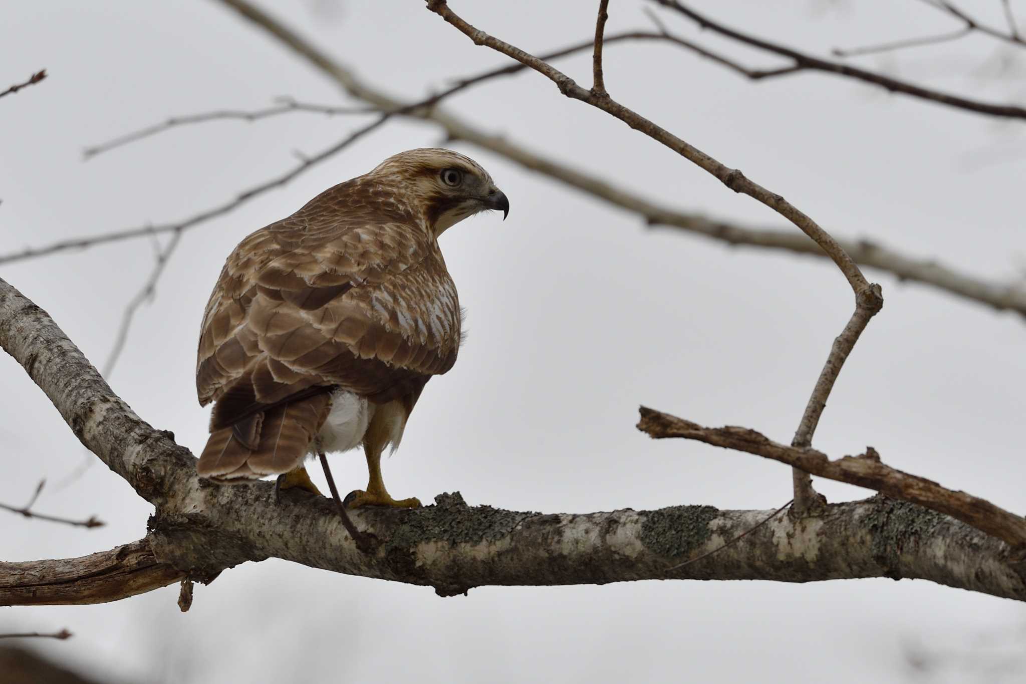 Photo of Eastern Buzzard at Nishioka Park by mike2475