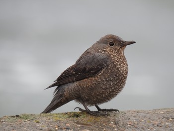 Blue Rock Thrush 平磯海岸 Mon, 12/30/2019