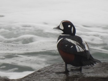 Harlequin Duck 平磯海岸 Mon, 12/30/2019