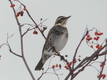 Dusky Thrush Makomanai Park Mon, 12/30/2019