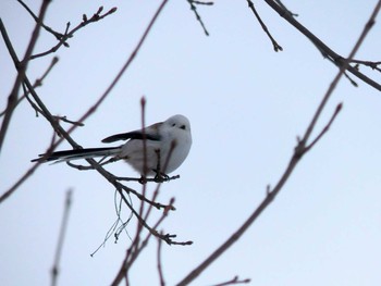 Long-tailed tit(japonicus) Makomanai Park Mon, 12/30/2019