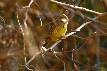 アオジ 陣馬山 2019年12月16日(月)