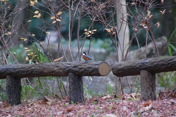 Varied Tit Inokashira Park Mon, 12/30/2019