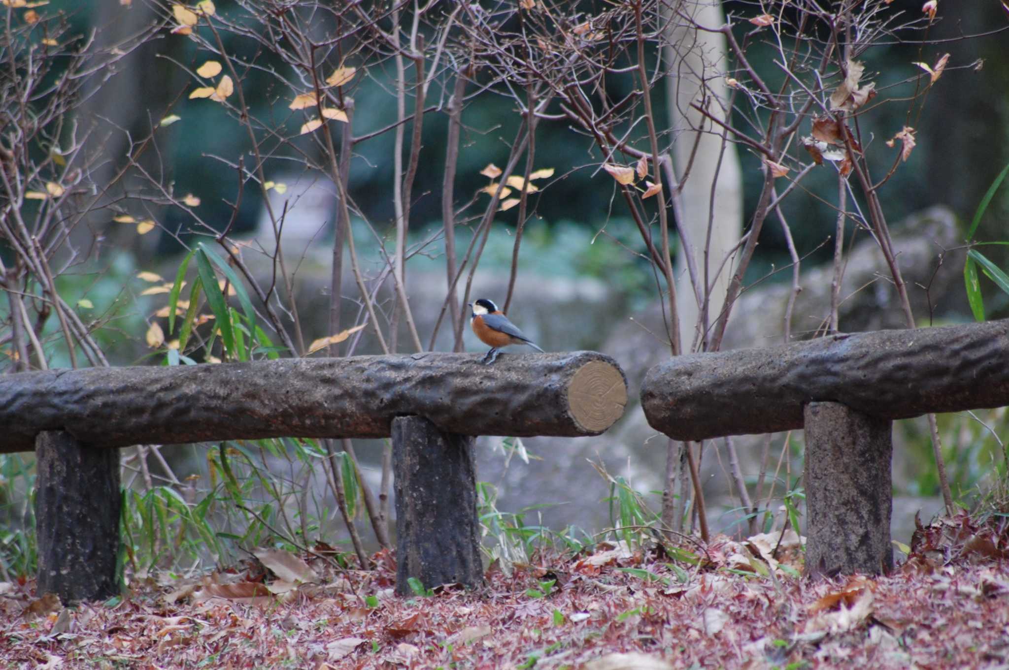 Photo of Varied Tit at Inokashira Park by 五色鳥