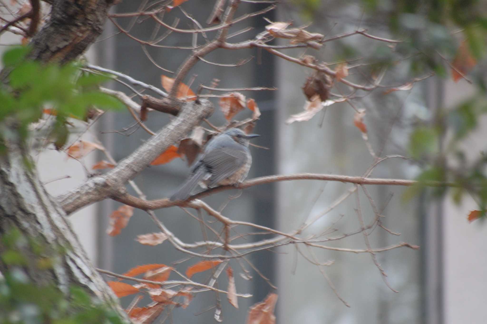 Photo of Brown-eared Bulbul at Inokashira Park by 五色鳥