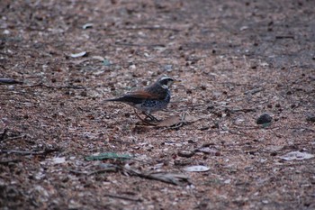 Dusky Thrush Inokashira Park Mon, 12/30/2019