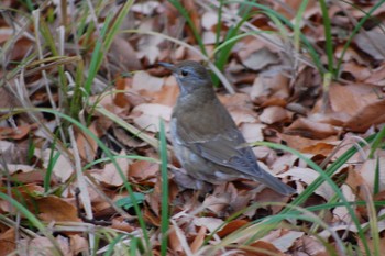 Pale Thrush Inokashira Park Mon, 12/30/2019