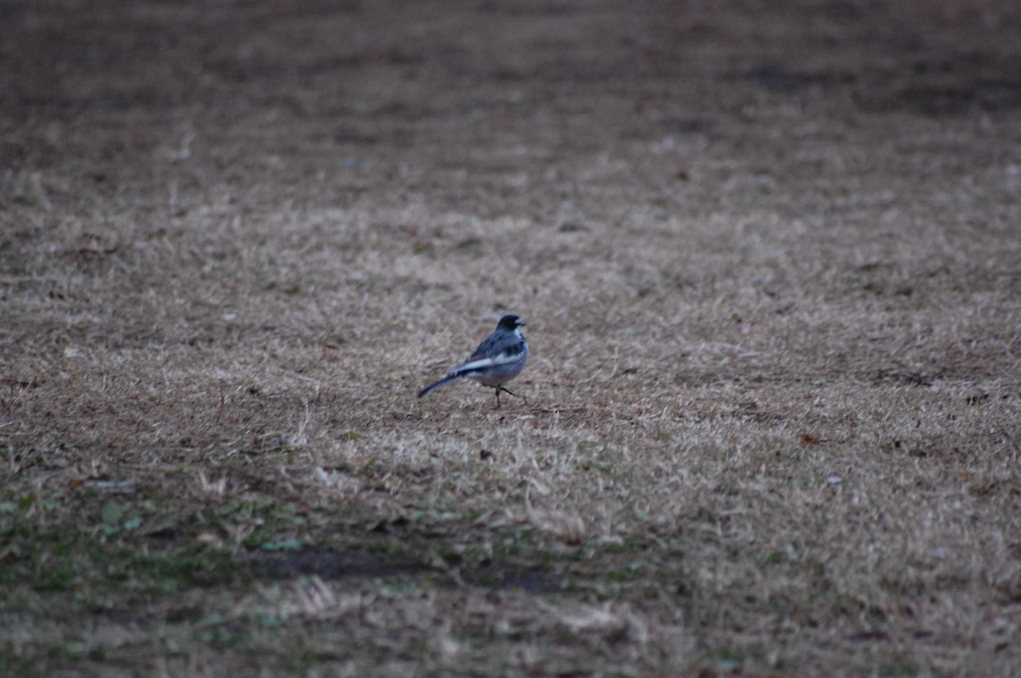 Photo of White Wagtail at Inokashira Park by 五色鳥