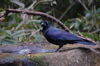 Mon, 12/30/2019 Birding report at Inokashira Park