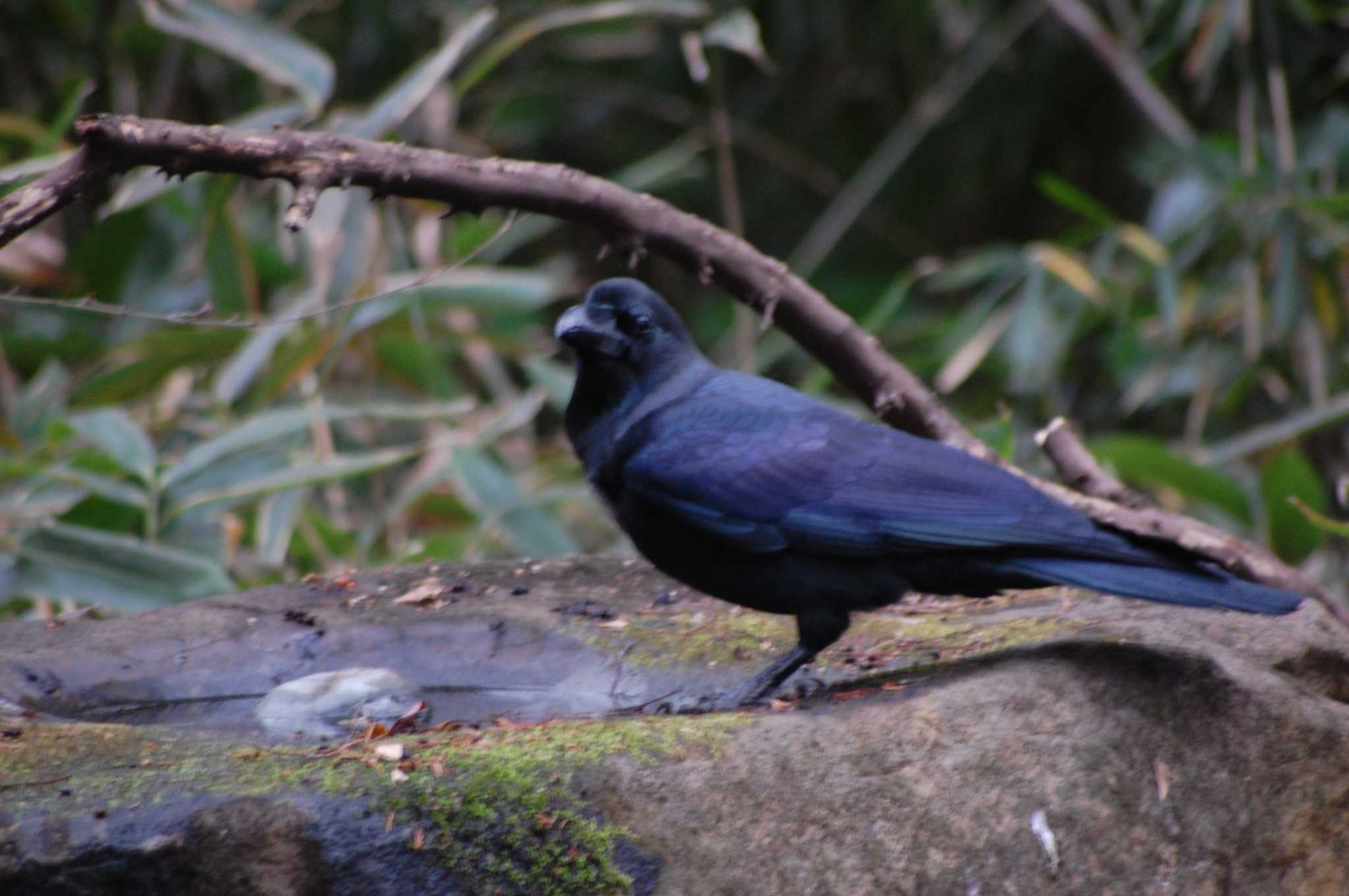 Photo of Large-billed Crow at Inokashira Park by 五色鳥