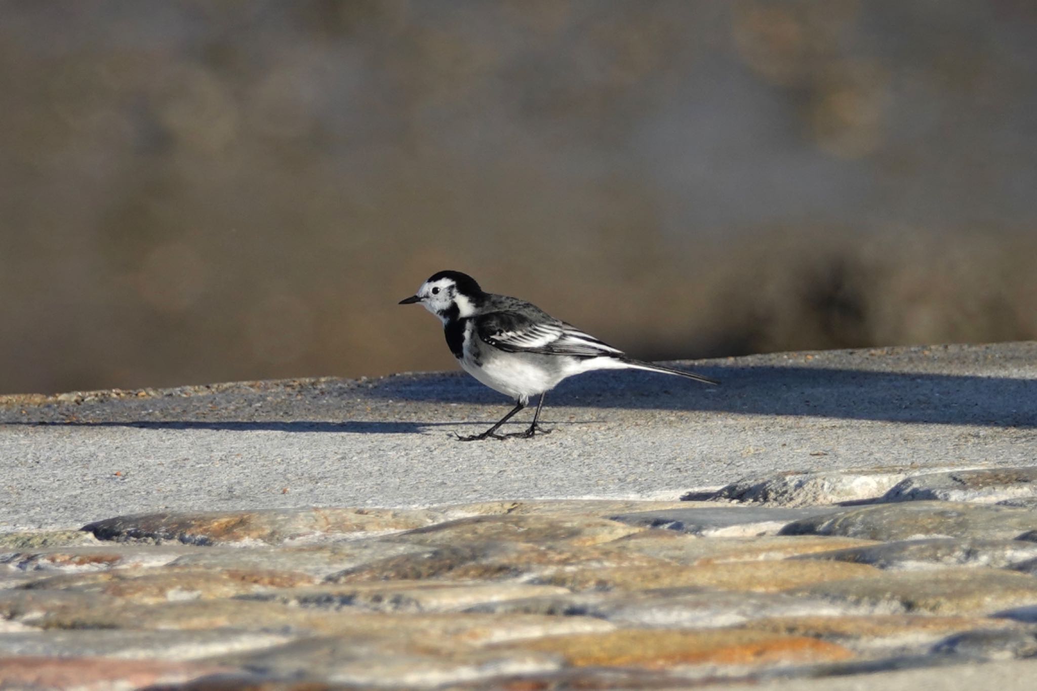 White Wagtail(alba)