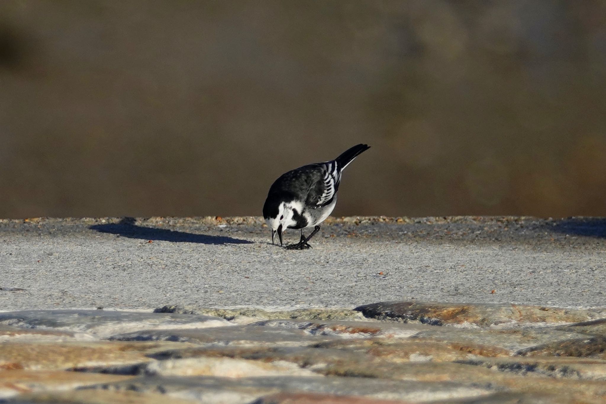 White Wagtail (yarrellii) by のどか