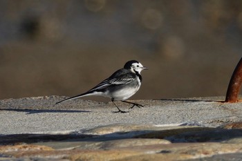 White Wagtail(alba) La Rochelle Sat, 10/26/2019