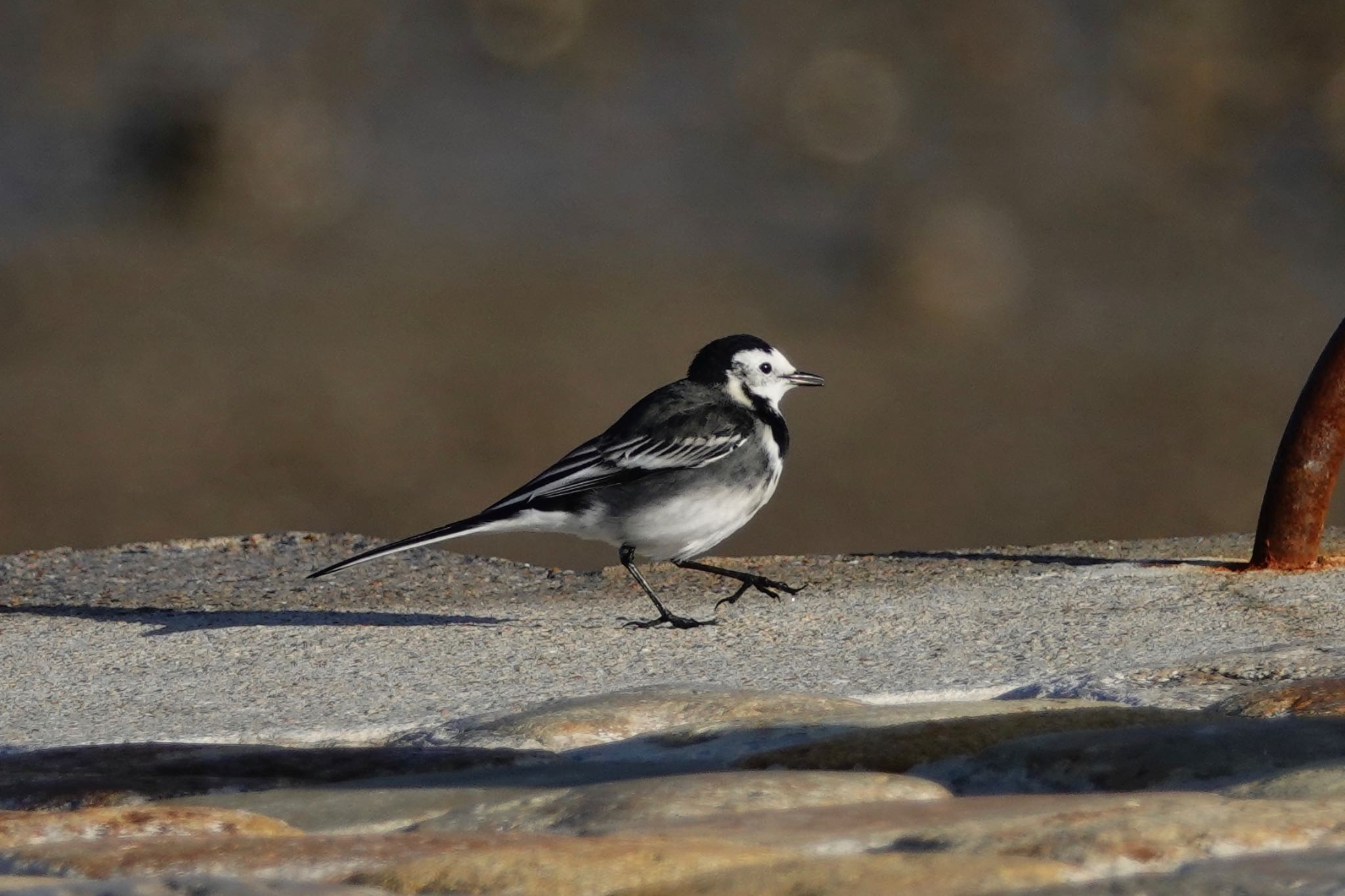 White Wagtail (yarrellii) by のどか