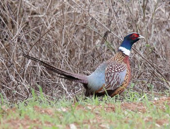 Common Pheasant Ishigaki Island Sat, 12/28/2019