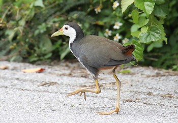 White-breasted Waterhen Ishigaki Island Sat, 12/28/2019