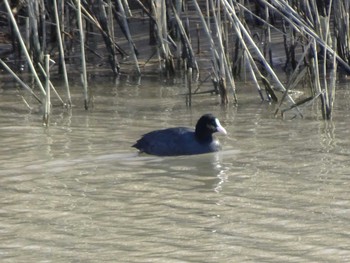 Eurasian Coot 六郷橋緑地 Sun, 12/29/2019