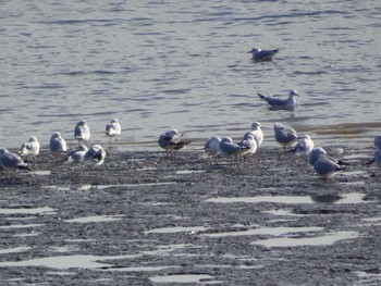 Black-headed Gull 六郷橋緑地 Sun, 12/29/2019