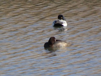 Tufted Duck 六郷橋緑地 Sun, 12/29/2019